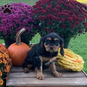 Boone, Cavalier King Charles Spaniel Puppy